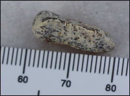 fossils-from-a-kangaroo