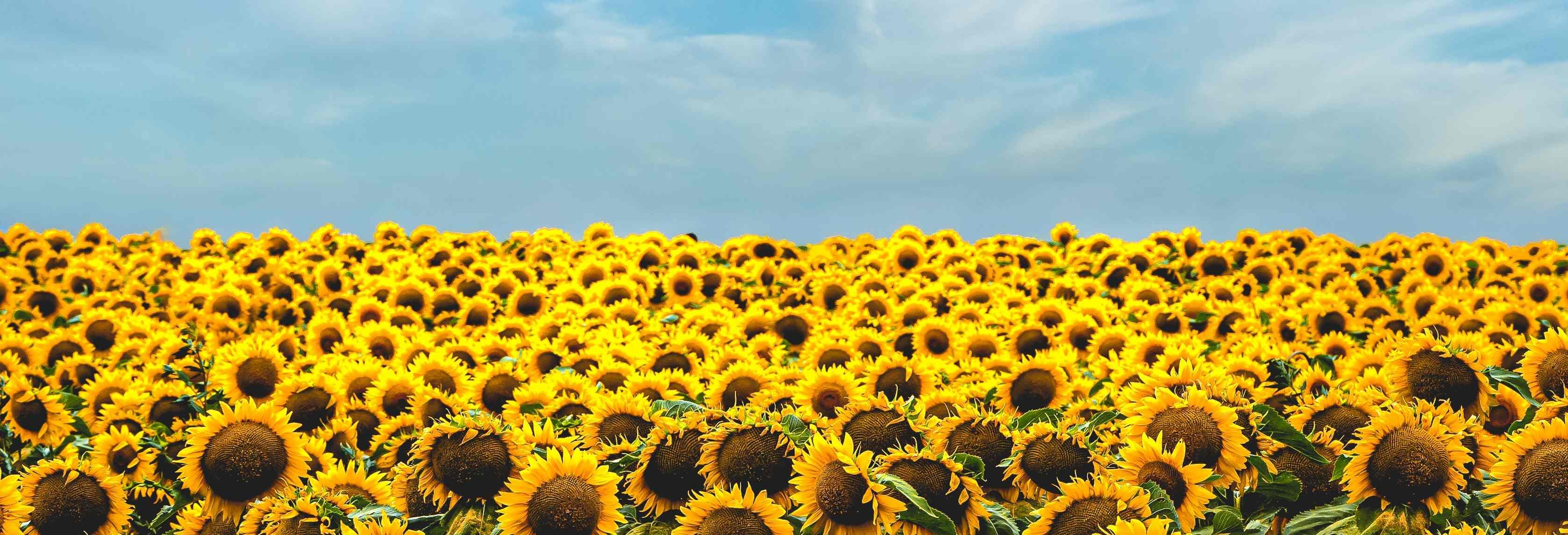 Decanting Sunflower Oil with Techniflo Drum Pumps