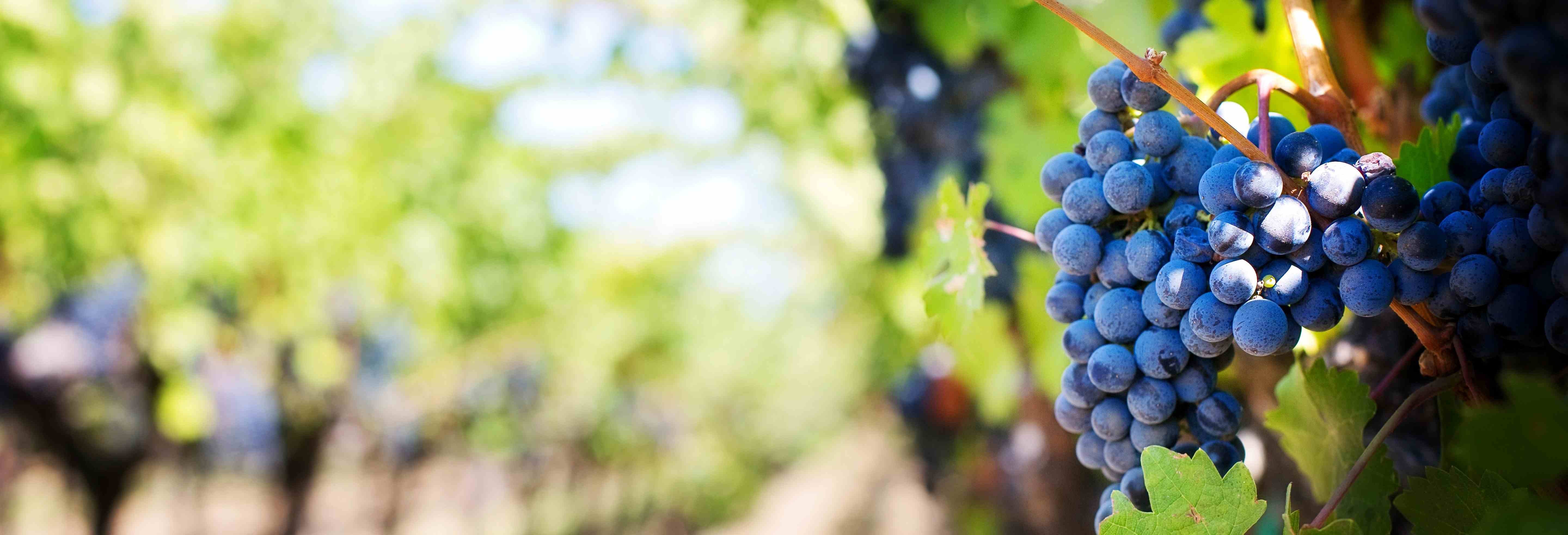 The Wine Pump You MUST Know About Global Pumps